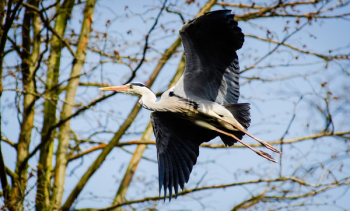White Black Bird Flying during Daytime White Black Bird Flying during Daytime