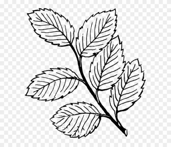 White Black, Fall, Outline, Drawing, Leaf, Tree, White - Leaves Clipart Black And White