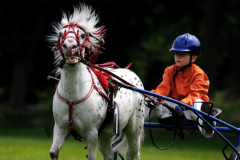 White Black Horse With Boy White Black Horse With Boy