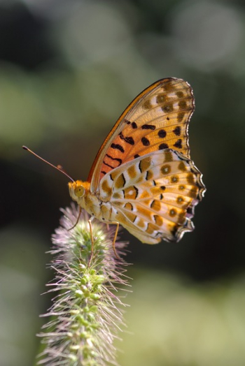 White Brown and Black Butterfly White Brown and Black Butterfly