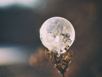 white bubble on brown dried flower at daytime white bubble on brown dried flower at daytime
