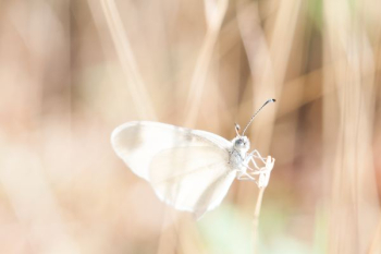 white butterfly on brown grass white butterfly on brown grass