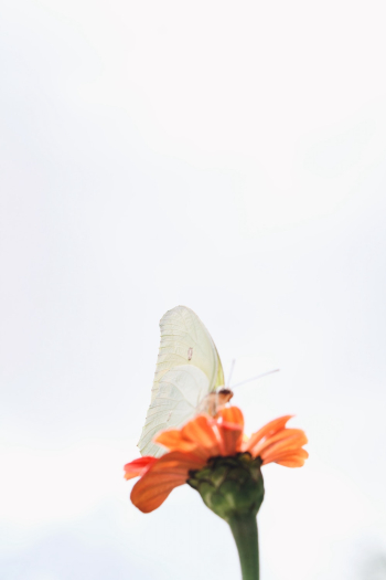 White Butterfly on Orange Flower White Butterfly on Orange Flower