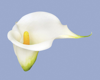 White calla lily, flower clipart | Free Photo - rawpixel White calla lily, flower clipart | Free Photo - rawpixel