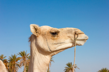 White Camel White Camel