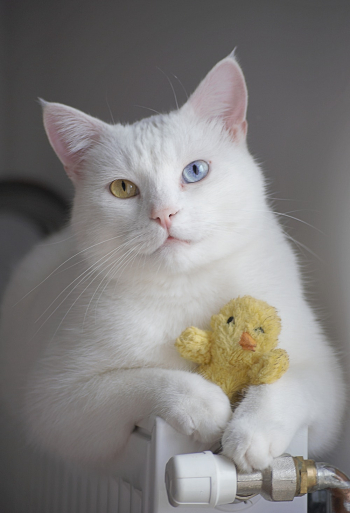 White Cat White Cat