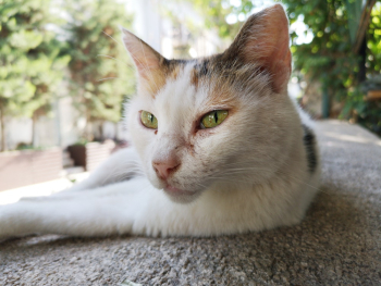 White Cat White Cat