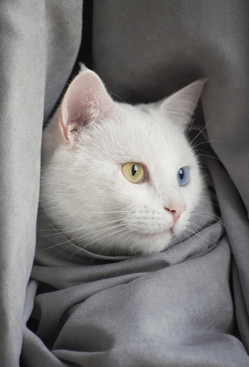 White Cat White Cat