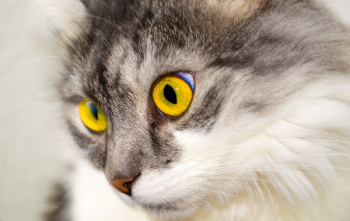White Cat White Cat