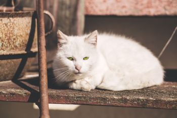 White cat White cat