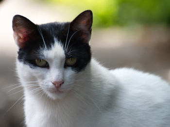 White Cat White Cat