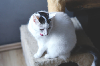 White cat White cat