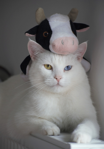 White Cat White Cat