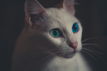 White Cat White Cat