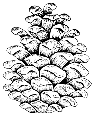 White Cat also Pine Cone Outline. on white pine cone coloring ...