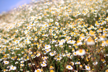 White Chamomile Flower Field White Chamomile Flower Field