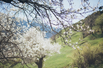 White Cherry Blossom White Cherry Blossom