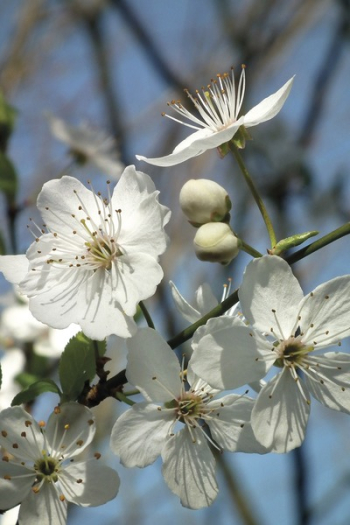 White Cherry Blossom White Cherry Blossom