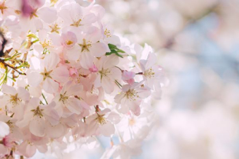 white Cherry Blossom flower white Cherry Blossom flower