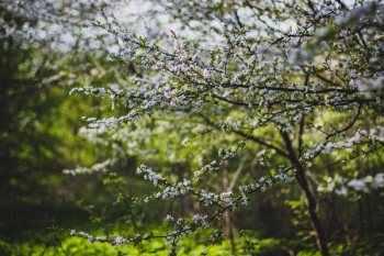 White Cherry Blossom Flowering Tree White Cherry Blossom Flowering Tree