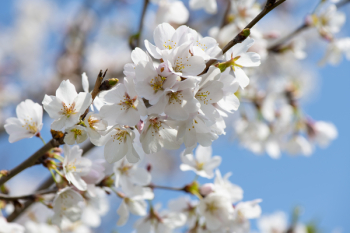 White Cherry Blossom Tree White Cherry Blossom Tree
