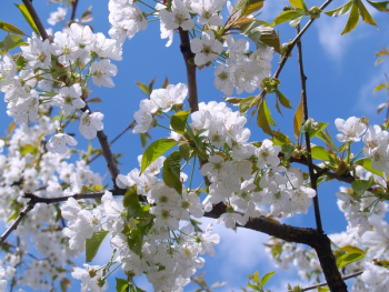 White Cherry Blossom Tree White Cherry Blossom Tree