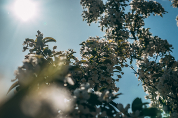 White Cherry Blossom Tree in Bloom at Daytime White Cherry Blossom Tree in Bloom at Daytime