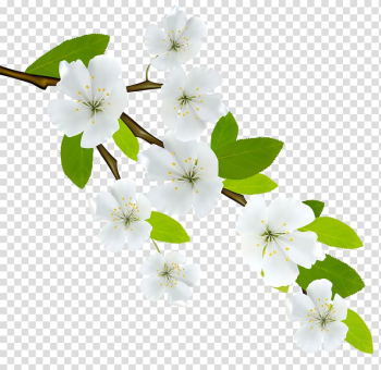 White cherry blossoms illustration, Branch , Spring Branch transparent background PNG clipart