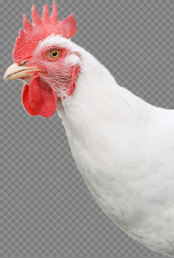 White Chicken Free PNG Image White Chicken Free PNG Image