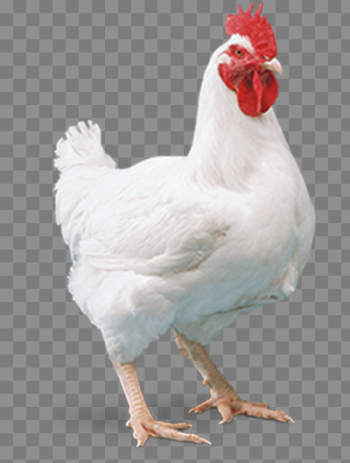 White Chicken PNG Photo