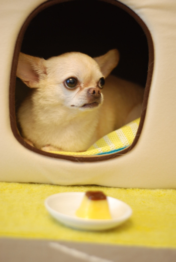 White Chihuahua White Chihuahua