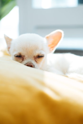 White Chihuahua White Chihuahua