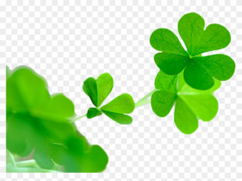 White Clover Red Clover Four-leaf Clover Wechat Avatar - Graphics