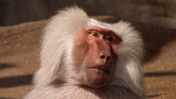 White Coated Baboon White Coated Baboon