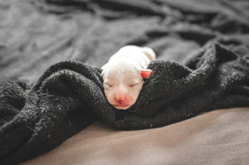 White Coated Puppy White Coated Puppy