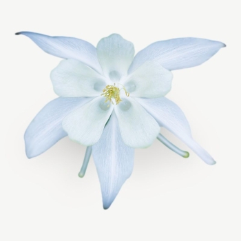 White Columbine flower collage element | Free PSD - rawpixel White Columbine flower collage element | Free PSD - rawpixel