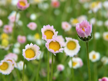 White Common Daisy White Common Daisy