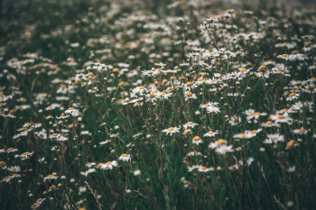 White Common Daisy Flowers White Common Daisy Flowers