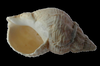 White Conch Shell White Conch Shell