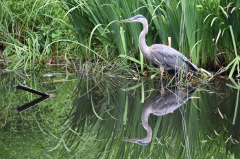 White Crane Bird White Crane Bird