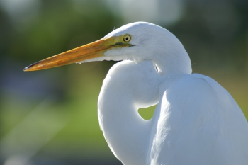 White Crane Bird White Crane Bird