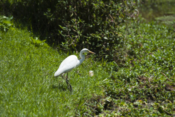 White Crane Bird on Green Grass White Crane Bird on Green Grass