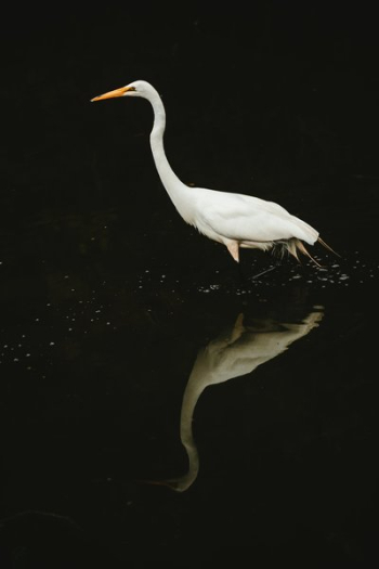 White Crane Water Reflection White Crane Water Reflection