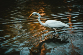 White Crane Water Reflection Ripples White Crane Water Reflection Ripples