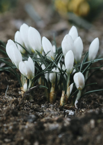 White Crocus Flowers Sprouting from the Ground