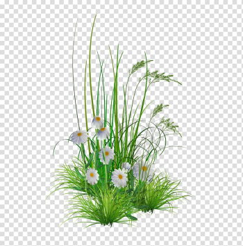 White daisies and grasses , Flower garden Lawn , Flower Hd Background transparent background PNG clipart