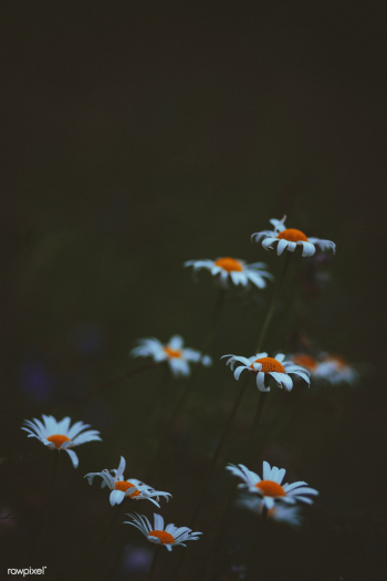 White daisies | Free public domain photo - 444793 White daisies | Free public domain photo - 444793