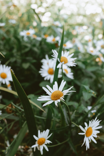 White Daisies in Bloom White Daisies in Bloom