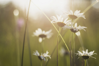 White daisies in sunshine. Original | Free Photo - rawpixel