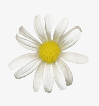 White Daisies, White, Daisies PNG Image and Clipart for Free Download